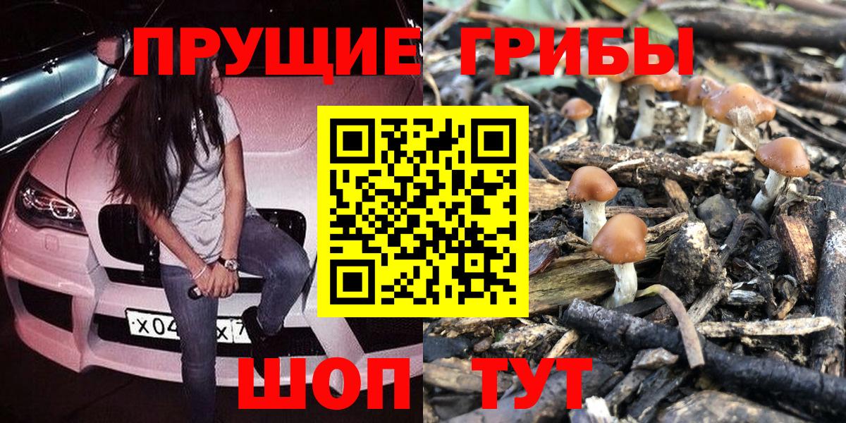 Галлюциногенные грибы Psilocybe Минеральные Воды